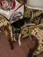 Ik zoek een appartement waar huisdieren zijn toegestaan., Immo, 20 tot 35 m², Provincie West-Vlaanderen