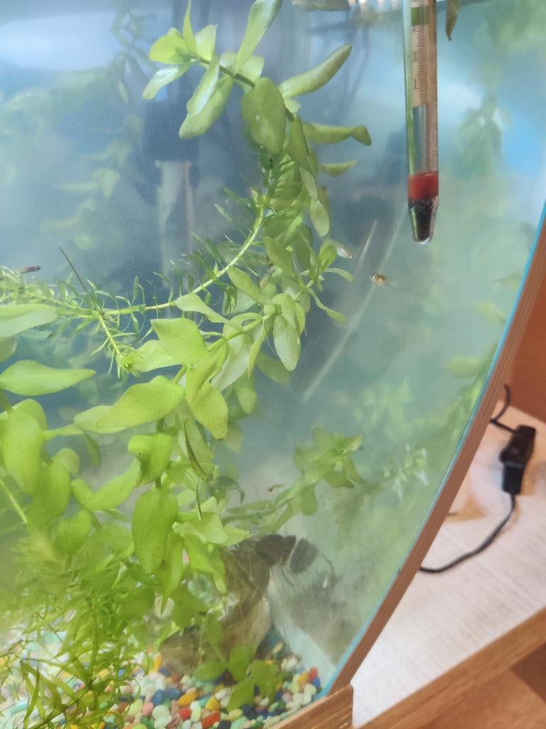 Aquarium planten, Ophalen