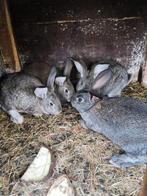 Konijnen te koop