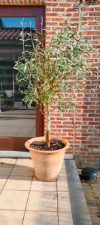Olijfboom, Tuin en Terras, Planten | Bomen, Ophalen, Olijfboom