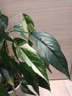 Epipremnum pinnatum albo variegata, Huis en Inrichting, Kamerplanten, Ophalen of Verzenden