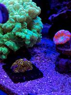 Stekjes koralen zeeaquarium