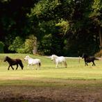 Étalon des Shetland recherché