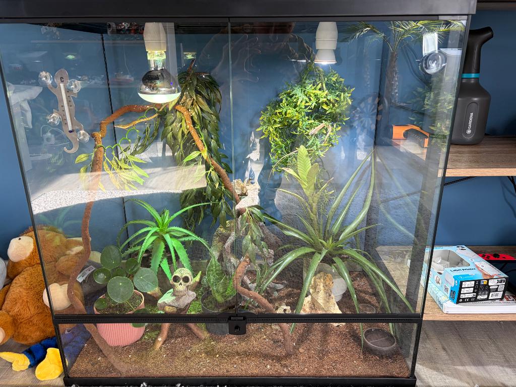 Terrarium met hagedissen, Animaux & Accessoires, Reptiles & Amphibiens, Lézard, Avec terrarium, 0 à 2 ans