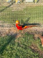 Goudfazant, Plusieurs animaux, Autres espèces