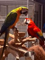 Koppel ara geelvleugel x catalina, Plusieurs animaux, Perroquet, Domestique