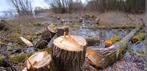 Gratis bomen zagen, 3 tot 6 m³, Ophalen, Overige houtsoorten, Stammen