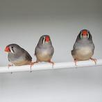 Zebravinken, ook losse poppen!, Dieren en Toebehoren, Vogels | Overige Vogels