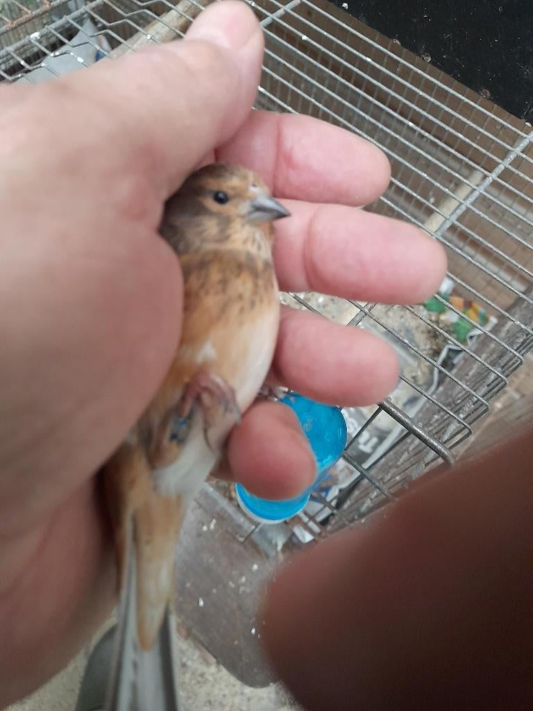 Kneu man 2023, Dieren en Toebehoren, Vogels | Overige Vogels, Mannelijk, Wildzangvogel, Geringd