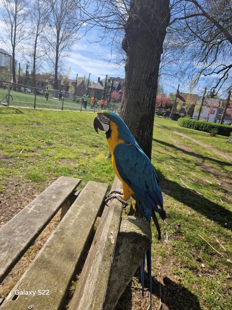 Papegaai te koop, 5 jaar oud, geslacht onbekend, tam, inclus, Sexe inconnu, Perroquet, Domestique