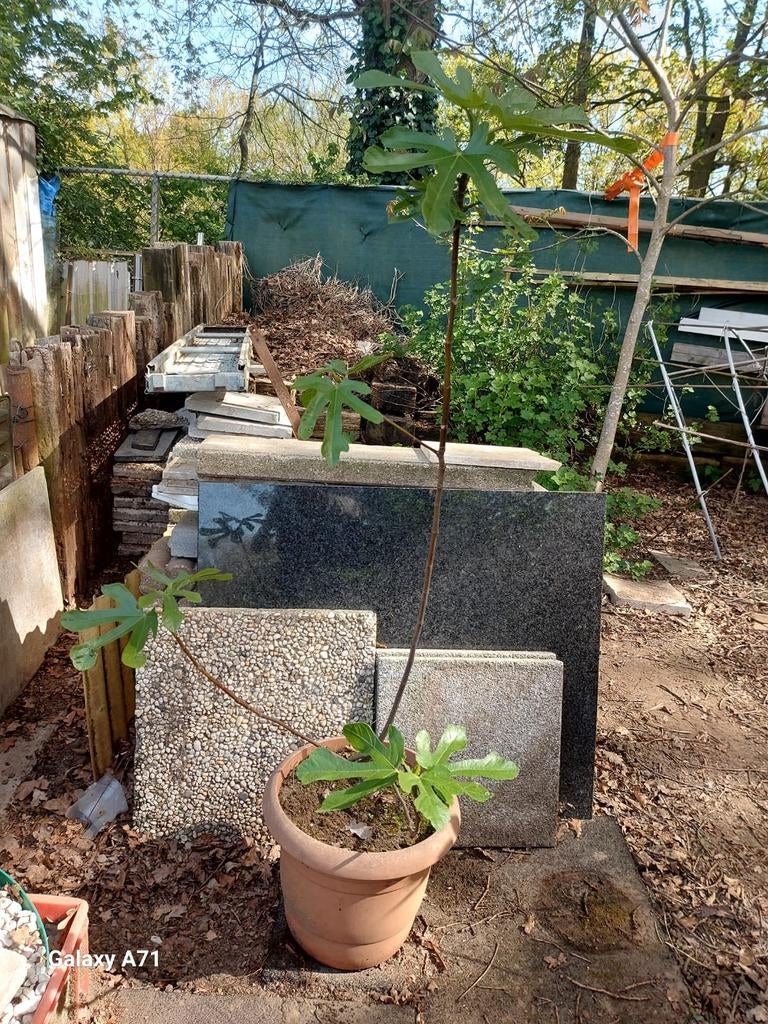 Figuier (rustique), Jardin & Terrasse, Plantes | Arbres fruitiers, Enlèvement, Figuier