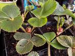 Verse Aardbeien uit Eigen Tuin? Dat Kan! 25 stuks 45 euro, Ophalen of Verzenden, Zomer