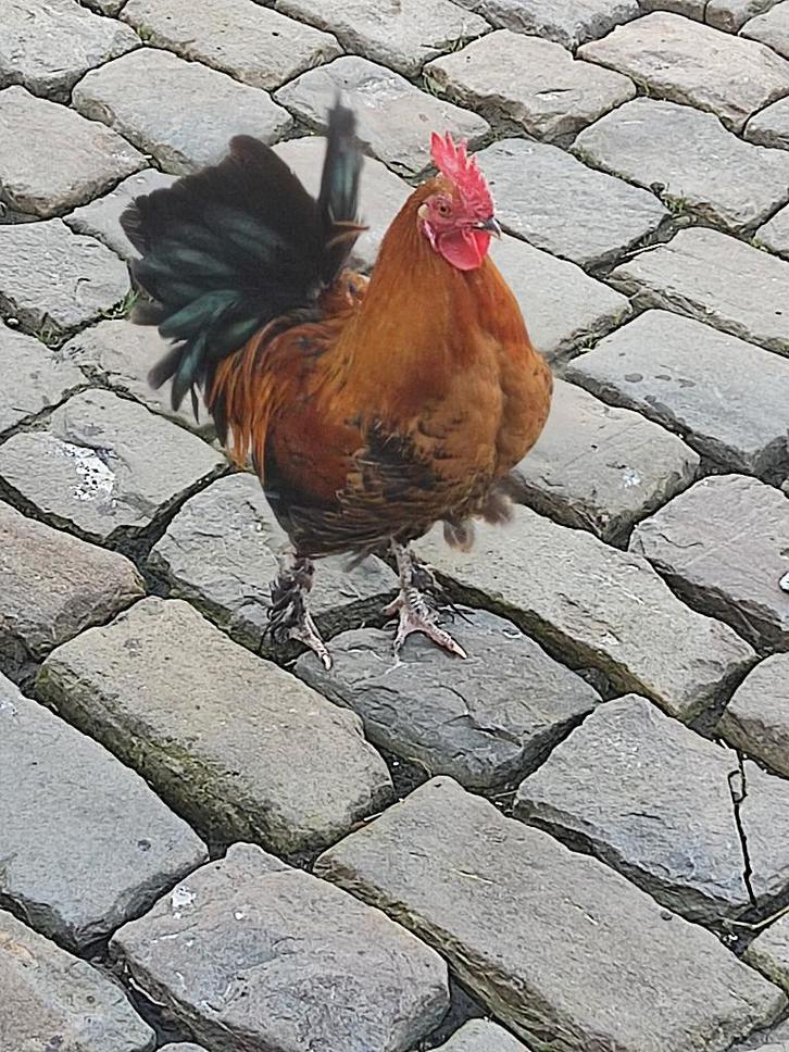 Gratis hanen, Dieren en Toebehoren, Vogels | Overige Vogels, Tam