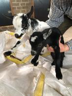 2 dwerggeiten lammetjes, Vrouwelijk, Geit