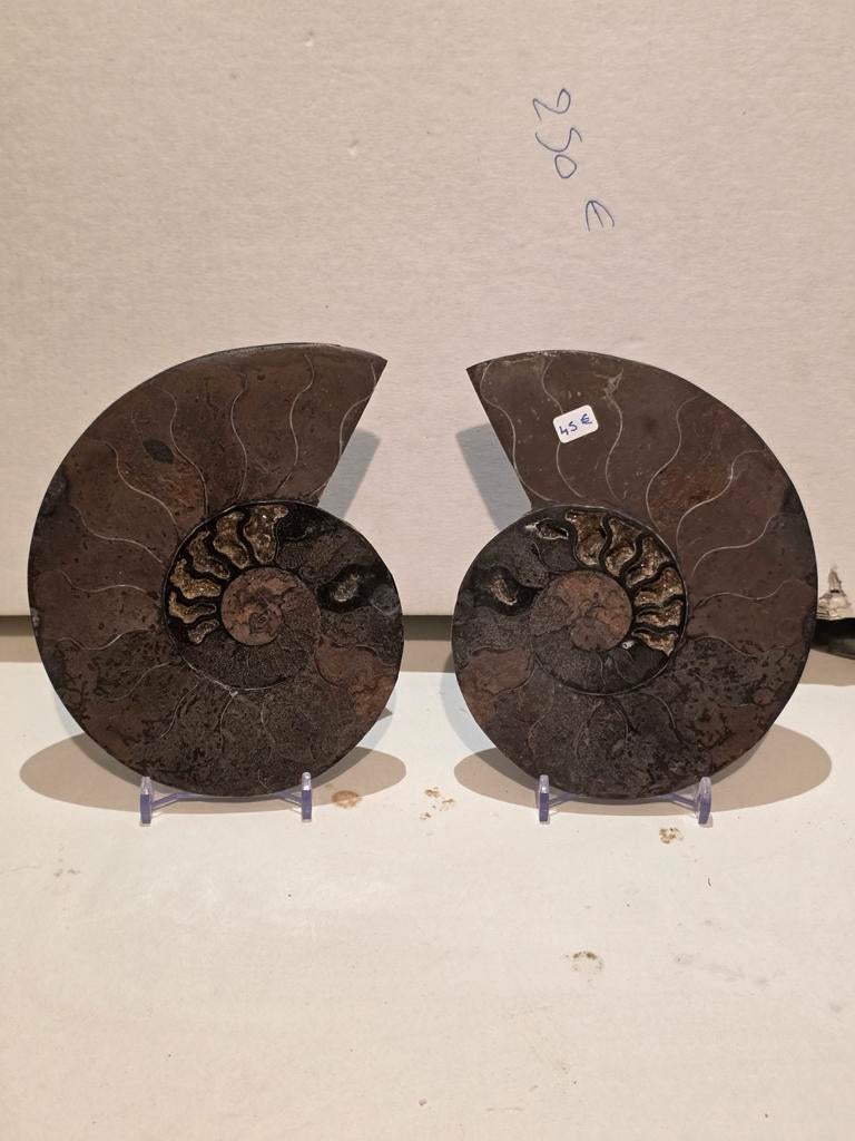 Prachtige grote doorgezaagde ammoniet cleoniceras 14 cm., Verzamelen, Mineralen en Fossielen, Ophalen of Verzenden, Fossiel