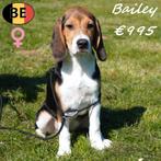 Beagle - chiots belges à vendre, 15 semaines à 1 an, Commerçant, Beagle, Plusieurs