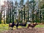 Soay schapen, 4 zwarte en 1 bruine, Femelle, Mouton, 3 à 5 ans