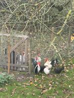 Cocks Chabo à vendre, Animaux & Accessoires, Volatiles