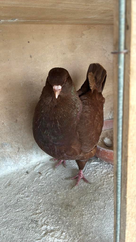 Kingduif duivinnen, Dieren en Toebehoren