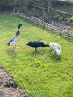 Broedeieren loopeend, Geslacht onbekend, Eend