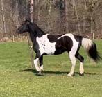 Knappe 14 jarige van 1,55 (materiaal erbij ), Dieren en Toebehoren, Ruin