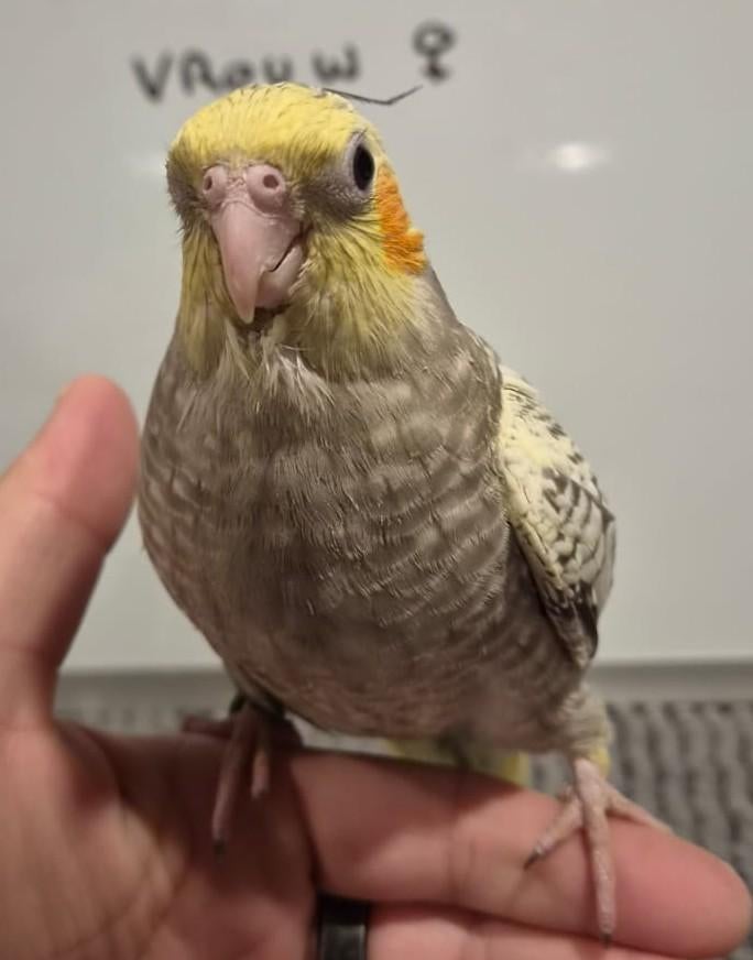 Jonge handtamme valkparkiet, Vrouwelijk, Parkiet, Geringd