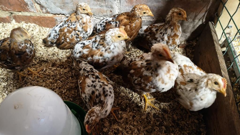 Jonge hanen, Mâle, Poule ou poulet