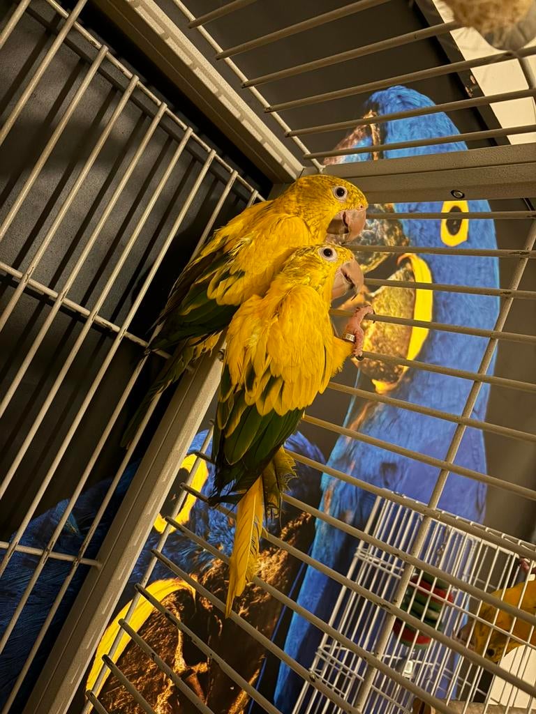 Tamme Koppel goudparkieten (guaruba guarouba) 2025, Dieren en Toebehoren, Meerdere dieren, Geringd