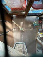 Grasparkieten, Animaux & Accessoires, Oiseaux | Perruches & Perroquets, Mâle, Perruche