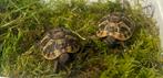 Tortue hermann boettgeri, Animaux & Accessoires, Tortue, 0 à 2 ans