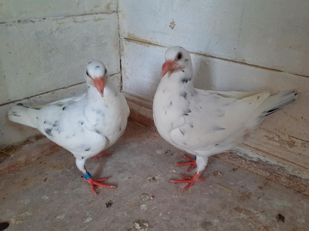 Couple de jeunes oiseaux