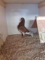 Figurita, Dieren en Toebehoren, Vogels | Duiven, Mannelijk, Overige soorten