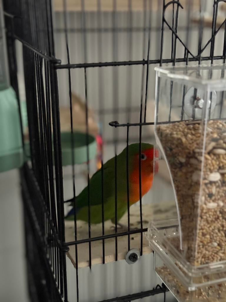 Loverbirds, Meerdere dieren, Dwergpapegaai of Agapornis, Tam