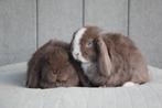 Super knap koppel nhd konijntjes, Dieren en Toebehoren, Konijnen, Meerdere dieren, Klein, Hangoor, 0 tot 2 jaar