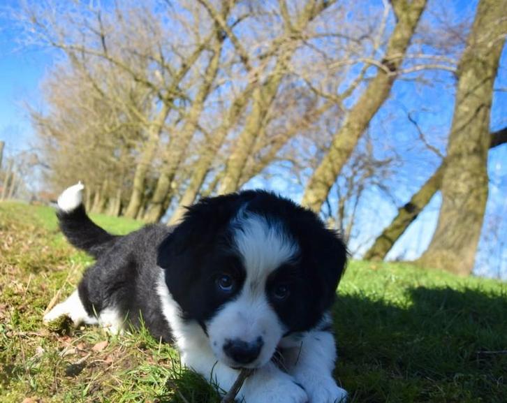 Prachtig langharig zwart wit Border Collie pupje, Dieren en Toebehoren, Honden | Herdershonden en Veedrijvers, Reu, Collie, Fokker | Professioneel