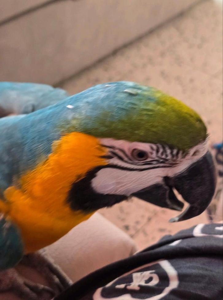 Femelle 2ans edemis a échanger je suis de liege, Animaux & Accessoires, Oiseaux | Perruches & Perroquets, Femelle