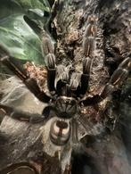 Psalmopoeus irminia (female)