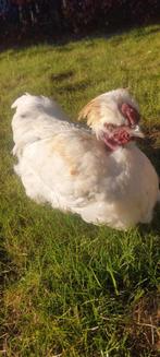 Haan kruising zijdehoen lief en rustig, Poule ou poulet