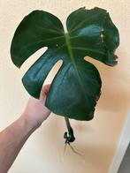 Bouture Monstera Deliciosa, Autres espèces, Moins de 100 cm, Enlèvement, Plante verte