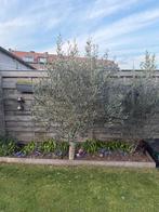 olijfboom, Ophalen, Olijfboom