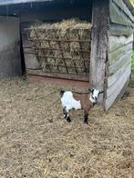 Dwerggeiten bokje, Mannelijk, Geit, 0 tot 2 jaar