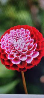 Dahlia chick a dee us, Ophalen of Verzenden, Voorjaar, Volle zon, Bloembol