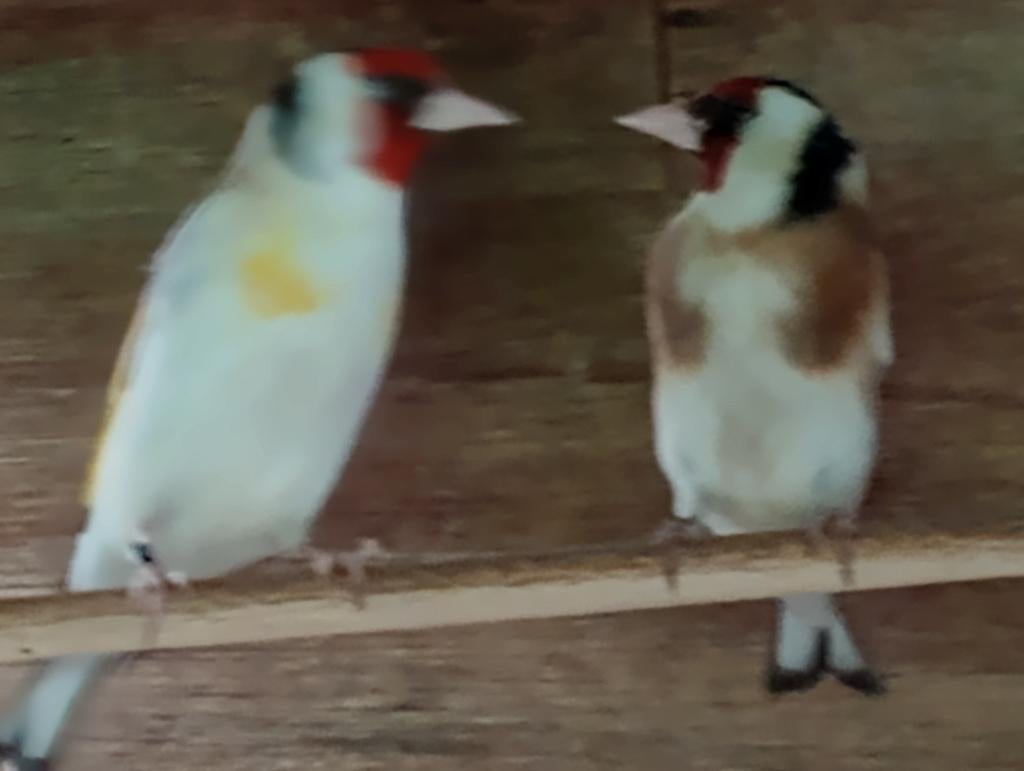 Koppel grote putters van 2026, Animaux & Accessoires, Oiseaux | Oiseaux Autre, Oiseau chanteur sauvage, Plusieurs animaux, Bagué