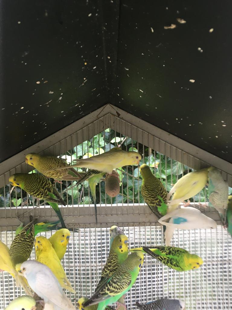 LAATSTE JONGE GRASPARKIETJES VANAF 10 EURO/VOGEL, Dieren en Toebehoren, Vogels | Parkieten en Papegaaien, Parkiet, Meerdere dieren