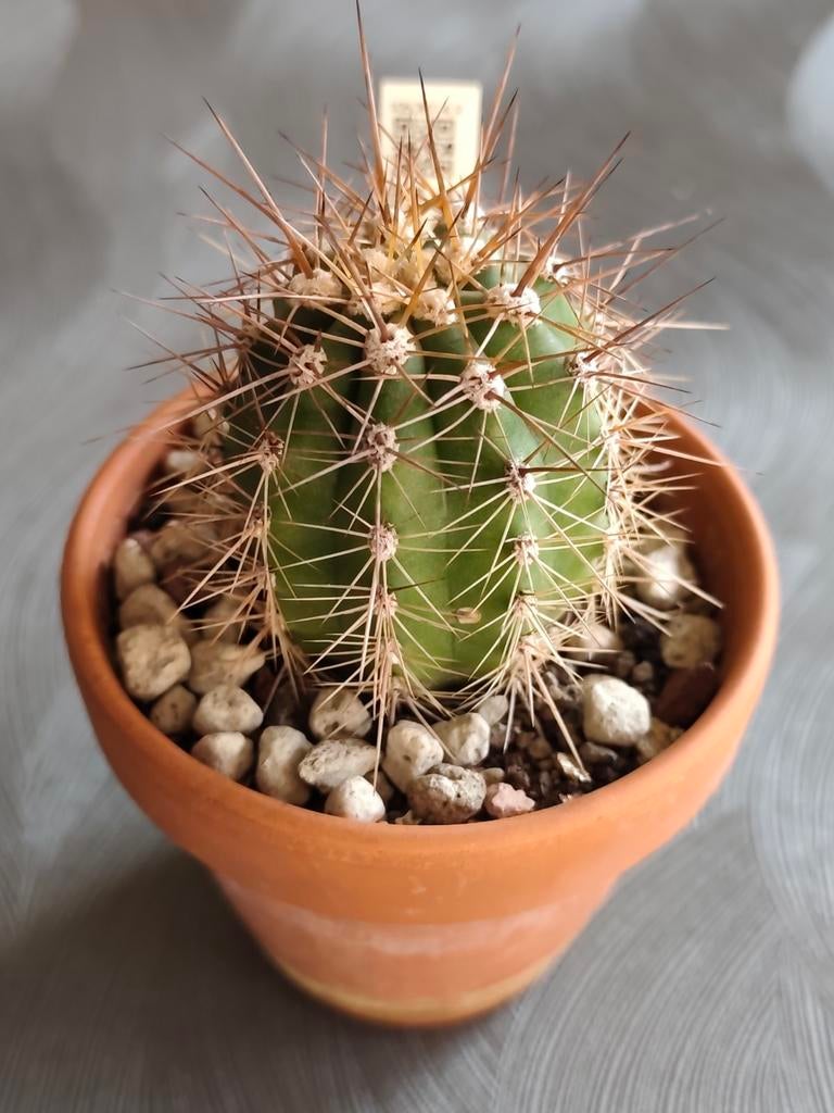 Trichocereus Atacamensis, Ophalen