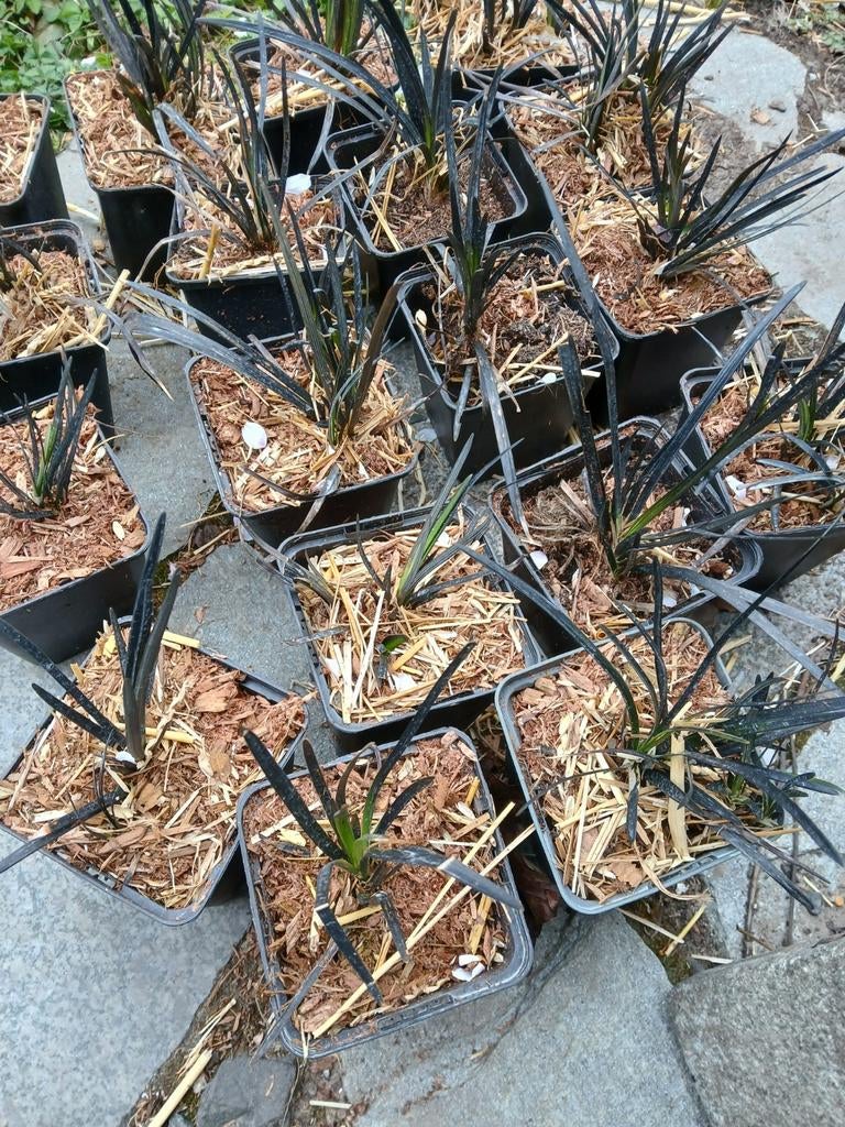 Ophiopogon planiscapus 'niger' (18 stuks), Tuin en Terras, Planten | Tuinplanten, Vaste plant, Siergrassen, Halfschaduw, Zomer