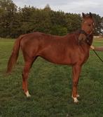 4 jarige dressuur merrie, Dieren en Toebehoren, Paarden, Merrie, Gechipt, Dressuurpaard, Zadelmak