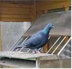 Zwarte duivin reisduif, vliegduif, postduif, Dieren en Toebehoren, Vogels | Duiven, Meerdere dieren, Postduif