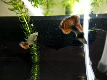 Dumbo guppy beschikbaar voor biedingen