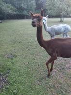 Alpaca merrie te koop, Dieren en Toebehoren, Overige Dieren